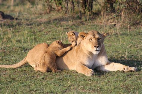 Lion cubs - the ultimate lion cub fact guide.