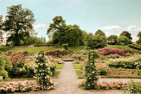 Vintage Rose Garden Photograph by Jessica Jenney - Pixels