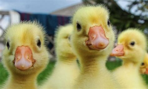 This viral video of a duck losing her babies is modern day Shakespeare