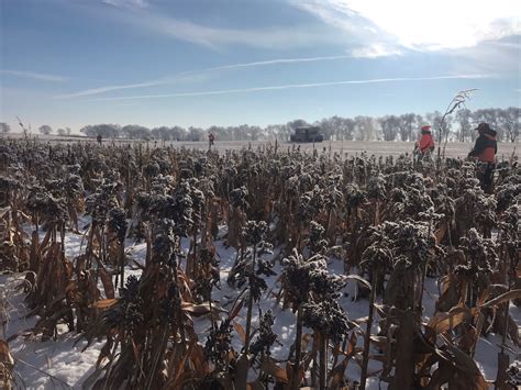 Pheasant Hunting Guides in South Dakota | Kimball, SD Guided Pheasant Hunts