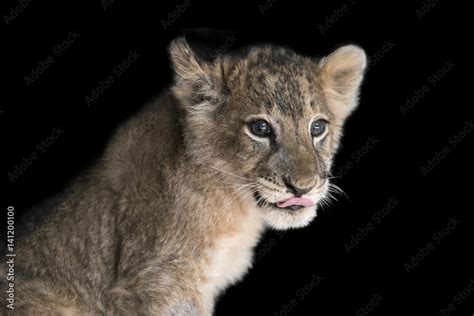 Lion cub on black background Stock Photo | Adobe Stock