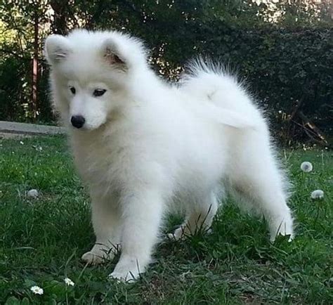 Samoyed Puppies For Sale | New York, NY #271313 | Petzlover