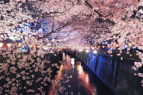 Cherry blossoms, night, lights, spring, Japan, Sakura, channel, flowering, HD wallpaper ...