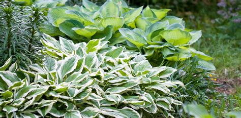 Hostas: Planting & Maintaining a Shade Garden - Royal City Nursery - Blog