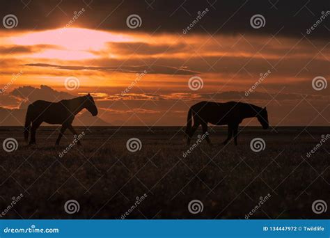 Wild Horses at Sunset stock photo. Image of mammal, wildlife - 134447972