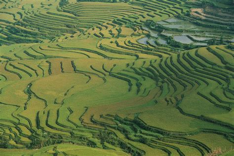 Aerial View Of Terraced Rice Paddies Photograph by Peter Essick | Fine Art America