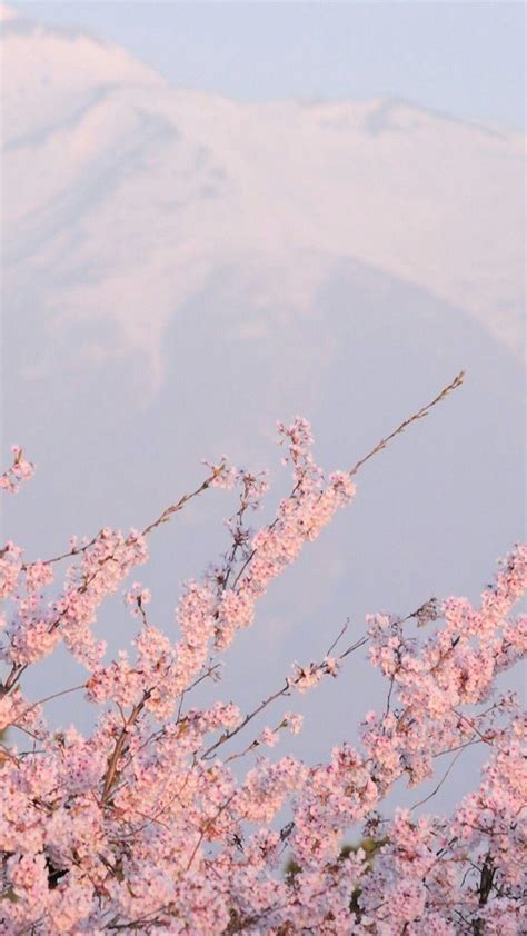 Sakura Aesthetic Wallpapers - Top Free Sakura Aesthetic Backgrounds - WallpaperAccess