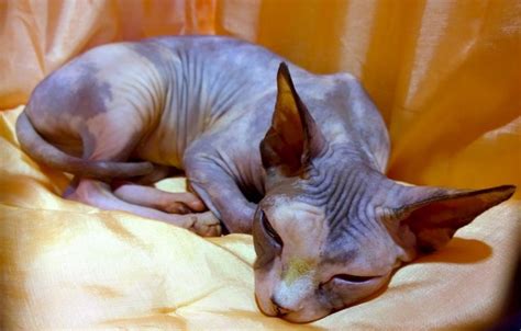 Sphynx Colors & Patterns - Sphynx cats and kittens