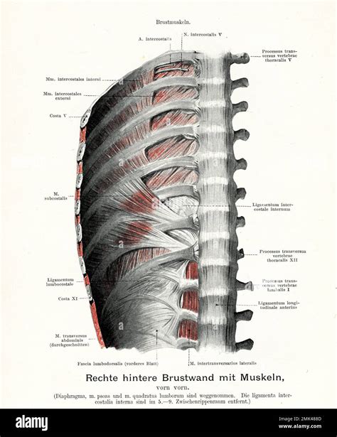 Lumbodorsal Fascia Cat