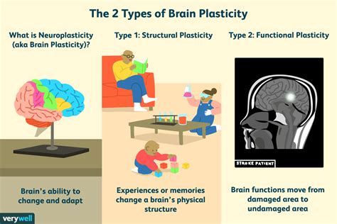 Neuroplasticity: How Experience Changes the Brain