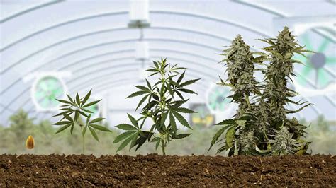 Autoflowering Grow Guide: How to Grow Big Buds at Home