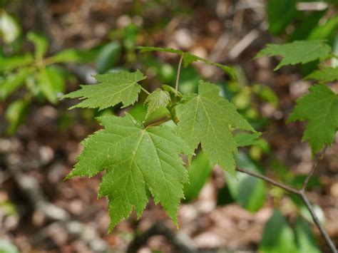 Red maple (Acer rubrum) | Identify that Plant