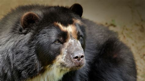 Spectacled Bear wallpapers, Animal, HQ Spectacled Bear pictures | 4K Wallpapers 2019