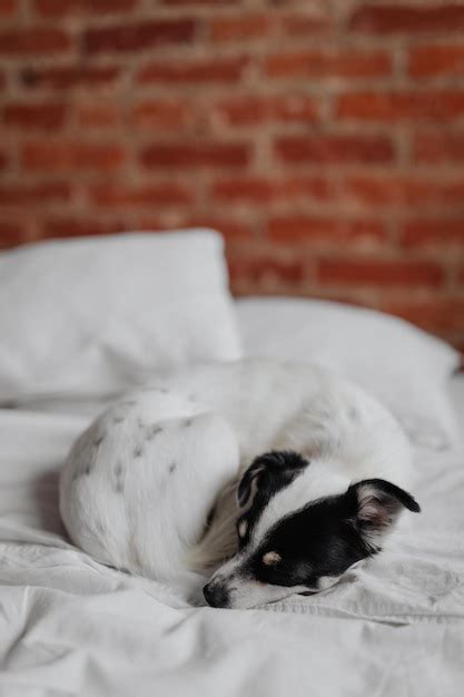 Premium Photo | Little young black and white dog on the bed