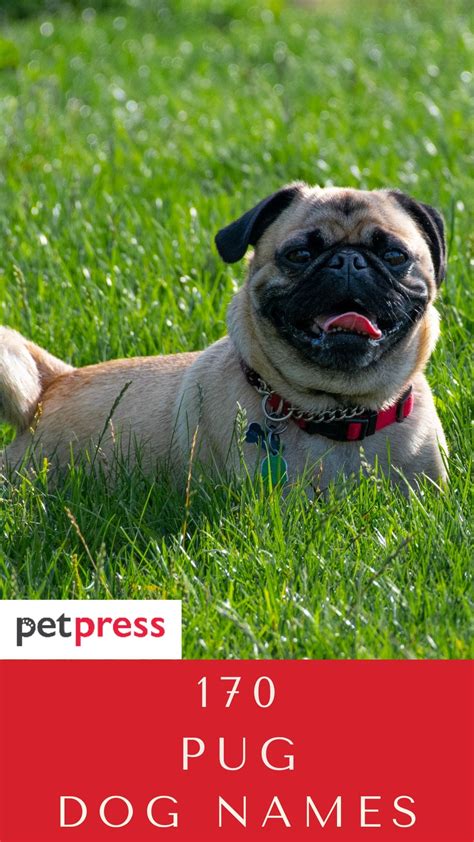 Top 107 Best Pug Dog Names For Your Cute Puppy