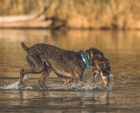 Versatile Breeds as Waterfowl Dogs - Project Upland