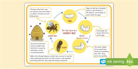 Honey Bee Life Cycle Poster (teacher made)