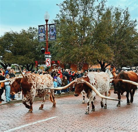 Your Guide to the Fort Worth Stockyards