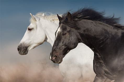 Black and white horse stock image. Image of animal, motion - 94008609