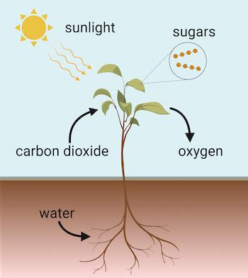 Plant Photosynthesis Steps