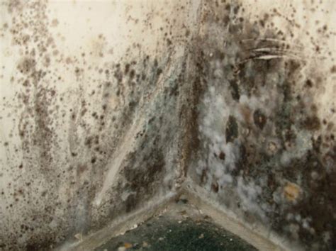 Alternaria Mold Characteristics, Risk Factors, and Removal Tips