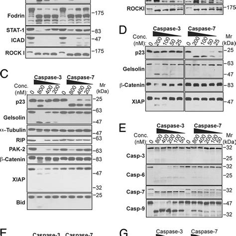 CASP-3-deficient MCF-7 cells fail to cleave multiple caspase substrates... | Download Scientific ...