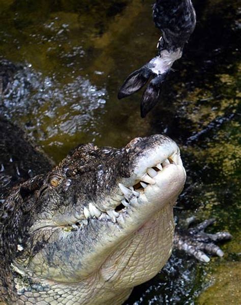 After python attack... Crocodile bites back - News - Emirates24|7