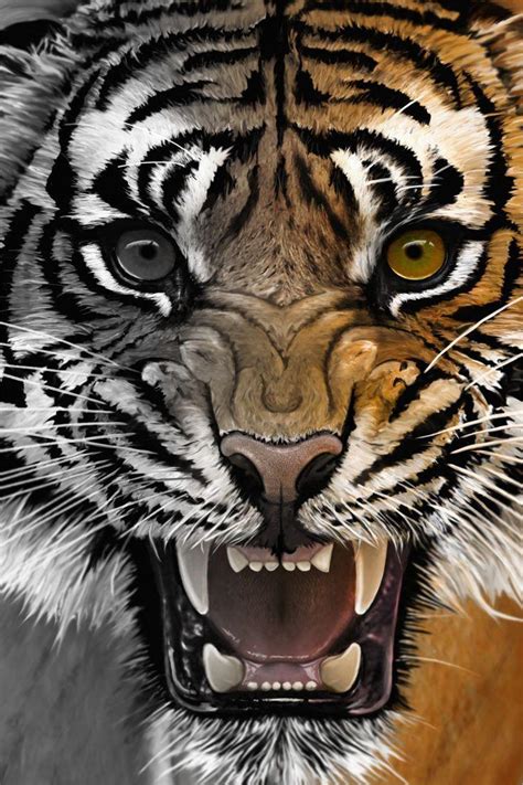 Tiger Roar Wallpapers - Top Free Tiger Roar Backgrounds - WallpaperAccess