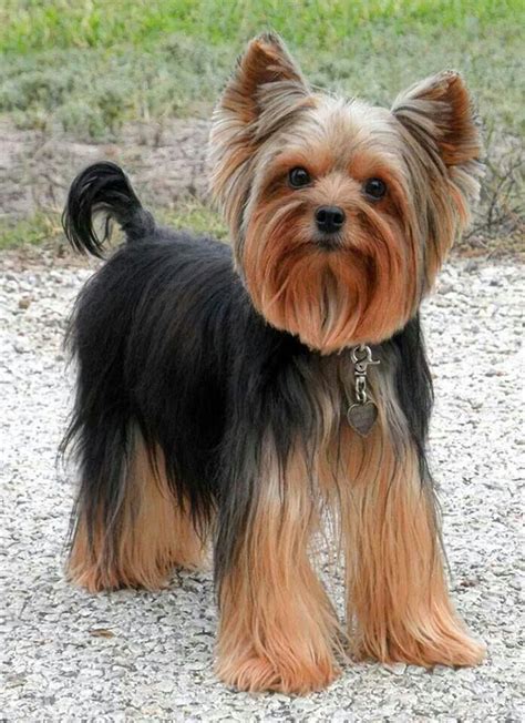 28 best Yorkie cuts images on Pinterest | Yorkies, Yorkie hairstyles and Yorkie haircuts