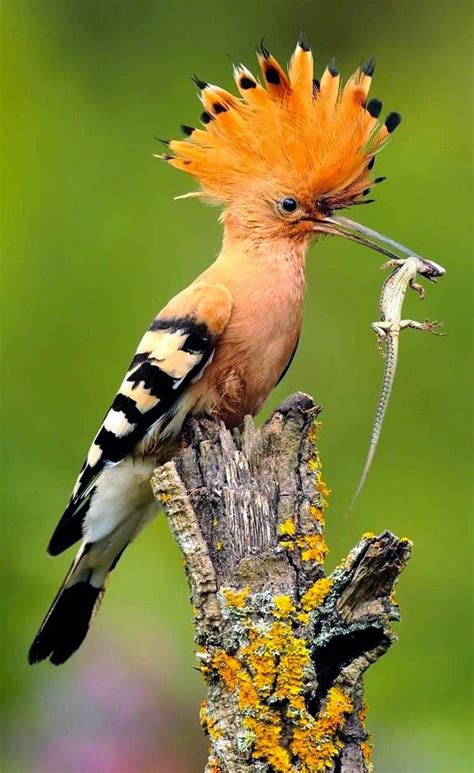 Birds And Animals: Hoopoe with dinner! - The hoopoe is a colourful bird that is found across ...