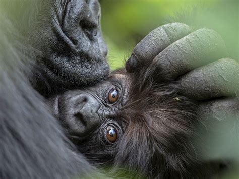 Cute Baby Mountain Gorillas