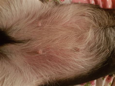 My dog has suddenly developed a red itchy rash that she's