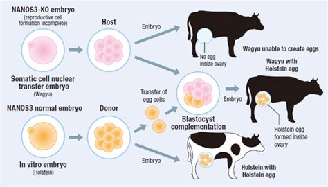 Cow Embryo Transfer - All About Cow Photos