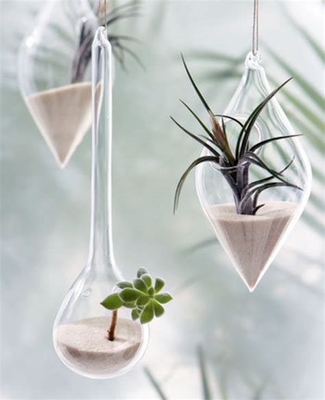 Unusual Air Plants - Home Decoration Inspiration Ideas and Gifts - family holiday.net/guide to ...