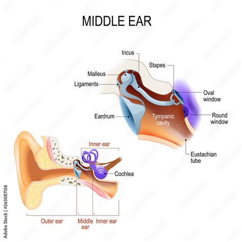 Middle ear. Three ossicles: malleus, incus, and stapes (hammer, anvil, and stirrup) 素材庫向量圖 ...