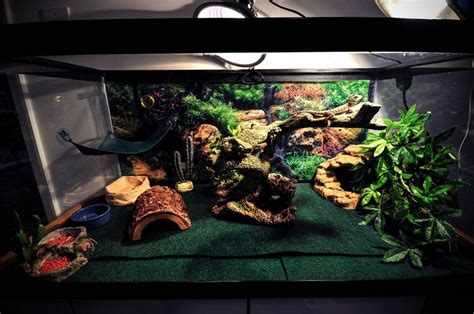 Bearded Dragon Cage Setup Guide - Reptile Care - All Pet Care