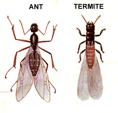 Flying Ants or Termites? | Black Knight Pest Control