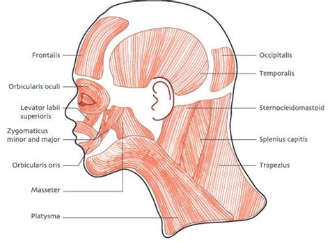 Label the Muscles of the Head