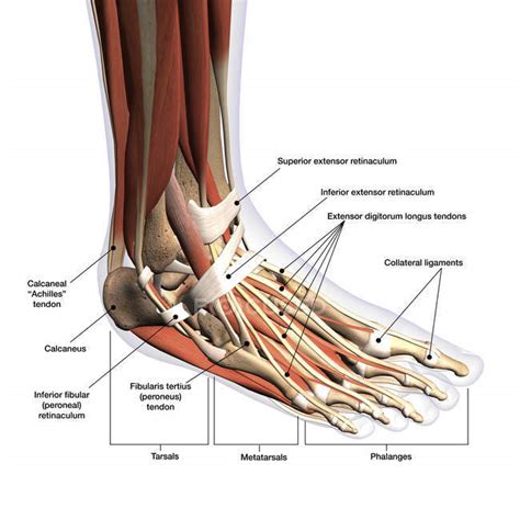 Anatomy of human foot with labels on white background — ankle, leg - Stock Photo | #200635434