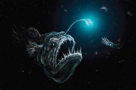 Deep Sea Anglerfish Female