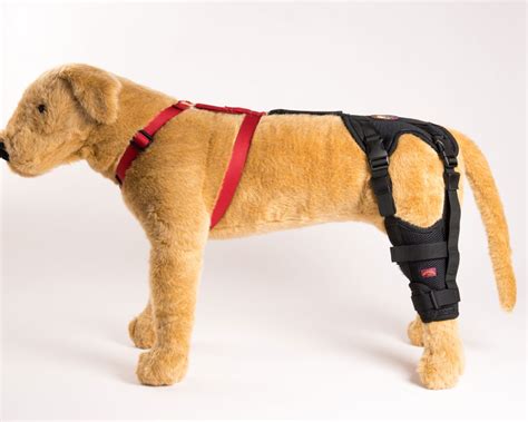 Torn acl in dog symptoms - polreaccessories