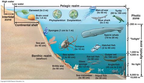 Ocean zones and what creatures live in them