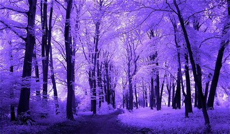 Purple Forest Wallpapers - Top Free Purple Forest Backgrounds - WallpaperAccess