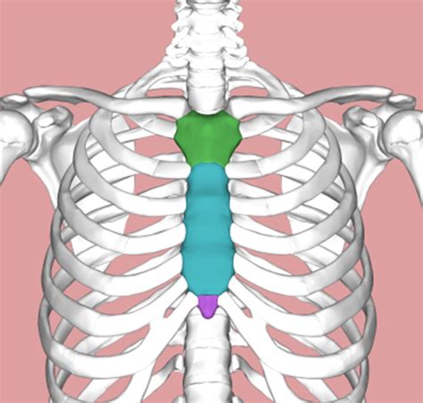 Manubrium - Definition and Examples - Biology Online Dictionary