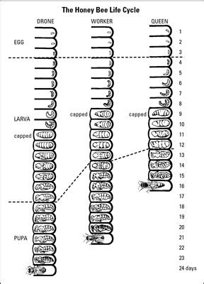 Life Cycle Of A Drone Honey Bee - Drone HD Wallpaper Regimage.Org