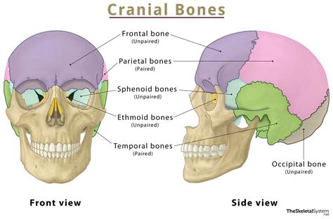 Cranial Bones – Names, Anatomy, Location & Labeled Diagram