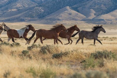 1,389 Running Horse Desert Stock Photos - Free & Royalty-Free Stock Photos from Dreamstime