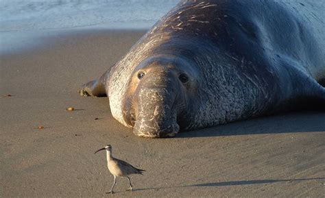 Elephant seal sets record by swimming farthest west