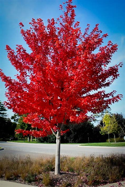 Crimson Red Maple Tree Maple Autumn Trees Ornamental Flame Blaze Growing Tree Fastest Root ...