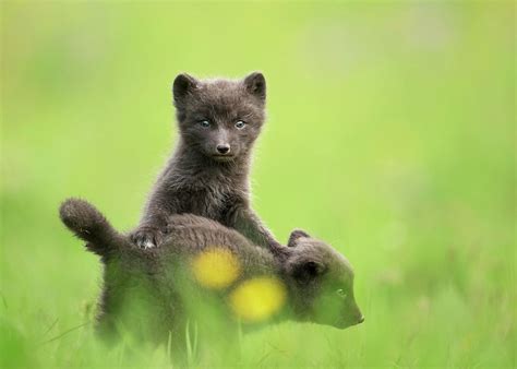 Arctic Fox cubs playing in a meadow Photograph by Giedrius Stakauskas